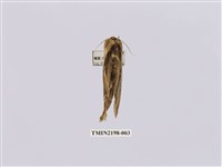 藏品(細銀斑舟蛾)的圖片